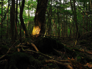 青木ヶ原樹海の中に存在する謎の珍寺「乾徳道場」とは