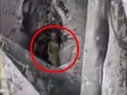 フェイクか本物か…木の穴から顔を出す小人の姿が生配信される！？