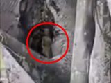 フェイクか本物か…木の穴から顔を出す小人の姿が生配信される！？