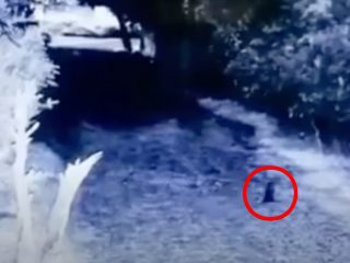 【衝撃映像】道を横切るゴブリンが撮影される！？＝メキシコ