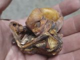 洞窟から謎の小さいミイラを発見!新たなエイリアンのミイラか!?=メキシコ