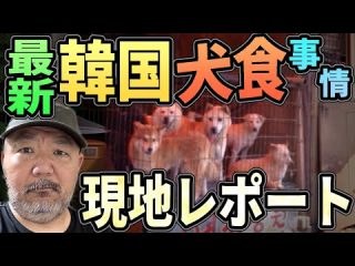 最新 韓国“犬食”事情 現地レポート【補身湯】（リアル現場主義!!）