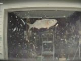 空から“魚”が落下しテスラ車のフロントガラスを直撃!カメラに捉えられる!=ニュージャージー州