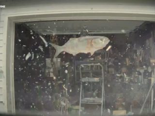 空から“魚”が落下しテスラ車のフロントガラスを直撃！カメラに捉えられる！＝ニュージャージー州