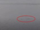 5m以上の巨大生物！？ネス湖のWebカメラに水面から浮かび上がる一対の“奇妙なこぶ”が映る