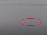 5m以上の巨大生物!?ネス湖のWebカメラに水面から浮かび上がる一対の“奇妙なこぶ”が映る