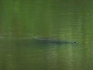 未確認生物！？公園の池で「謎の生物」が目撃されて話題に