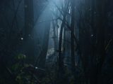 呪われた森「ホィア・バキュー」に潜む10の謎! 幽霊・UFOの目撃多発、不気味な笑い声、恐怖の視線… “何か”がいる!=ルーマニア