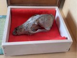 【山口敏太郎秘蔵呪物】犬神は実在した?!焼場から発見された「犬神の頭蓋骨」