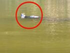 未知のUMAに遭遇か！？公園の池に潜む「謎の生物」が目撃、撮影される！＝米オハイオ
