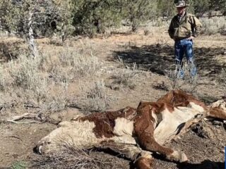 【未解決】牛の死体損壊事件“キャトルミューティレーション”は宇宙人の仕業か、それともカルト集団か？