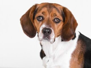 犬と見つめ合うことで“人間の脳と犬の脳”が同調する！？ 研究で判明