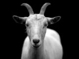 動物は“地震や噴火を予知”できるか?宇宙からの監視で自然現象の予兆を読み解く試み
