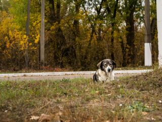 チェルノブイリ周辺の野良犬たち、遺伝子変異で“放射線耐性”を獲得していた！？