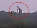 山中で「細長い巨人」が激写される!?1万年前に絶滅した全長3mの巨大ナマケモノ?