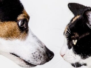 地震前にペットの犬猫が飼い主に見せた“予知行動”5例！ 動物たちの行動を監視すれば大地震からサバイブできる！？