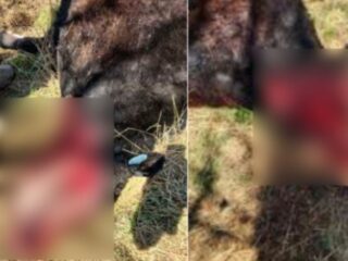 キャトル・ミューティレーション再来 ― 発見された“異常な死体”の謎＝米モンタナ
