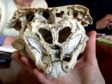 ロドピ・スカルの謎！ブルガリアで発見された「エイリアンの頭蓋骨」の正体は？