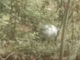 UFO着陸シーンを激撮か!?空を飛ぶ正体不明の銀色の球体、地上へ