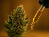 がん治療に「大麻」は効くのか? 1万件以上の論文をAI分析、驚きの結果…