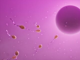 【前代未聞】世界初の「精子レース」が開催へ！顕微鏡下の熱き戦い