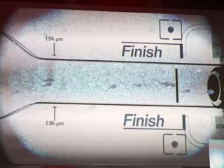 世界初の「精子レース」がついに開幕！ 優勝者には高額賞金も… その奇妙な魅力と真の狙いとは？