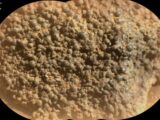 まるで「クモの卵」火星で発見された“黒い球の塊”に科学者も困惑… 謎の岩石の正体とは
