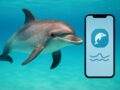 イルカと会話する時代が来る？ Googleが開発したAI「DolphinGemma」の挑戦