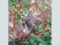 森に横たわる“人間の手を持つ獣”！？地元住民が発見した恐怖の正体とは…！「ナワル」か「チュパカブラ」か