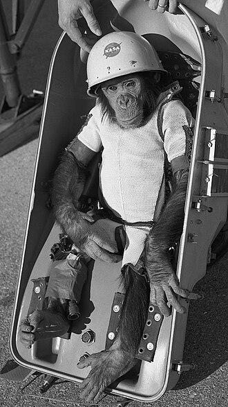 人類の宇宙進出の陰で… 忘れられた英雄チンパンジー「ハム」の栄光と孤独の物語の画像2
