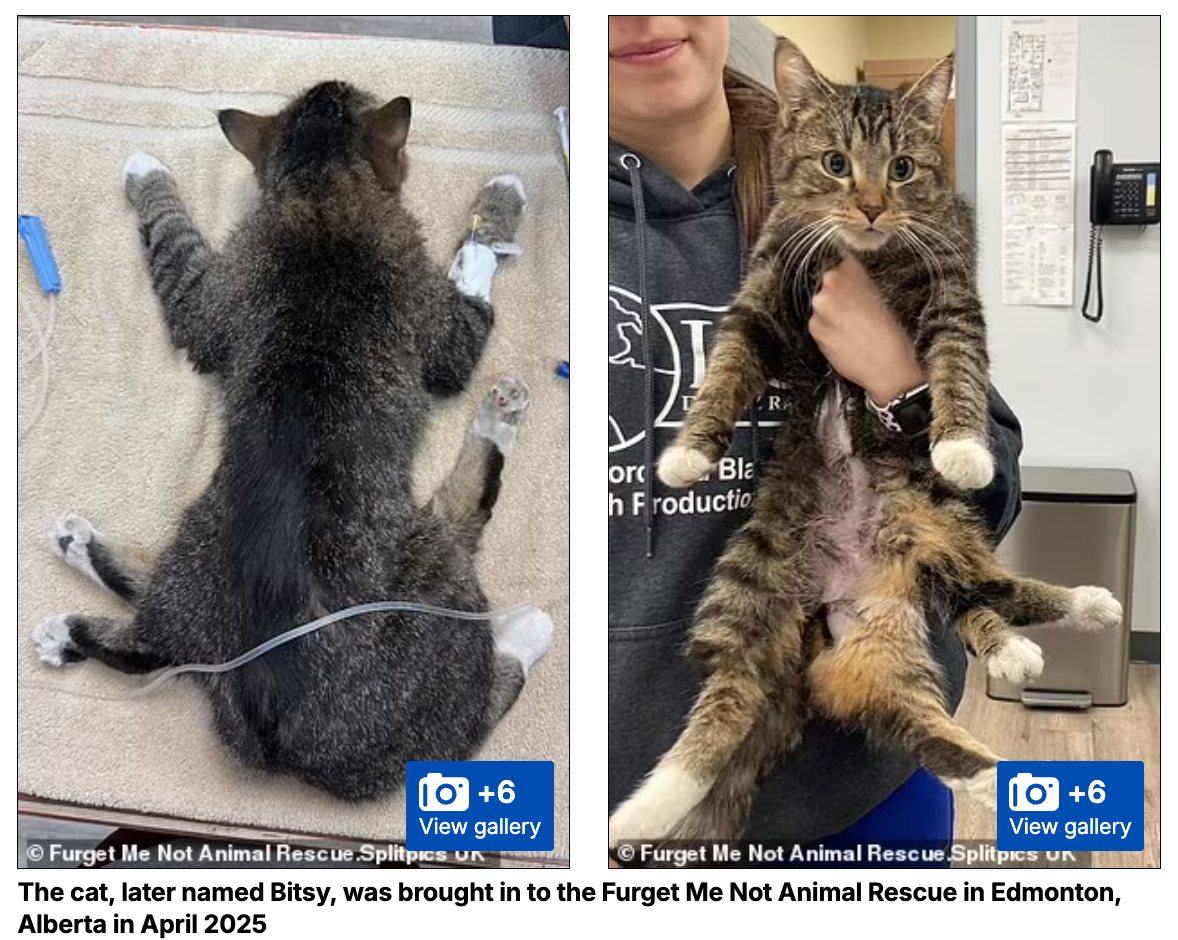 6本足の猫「ビッツィー」の数奇な運命。獣医師も驚愕の誕生秘話と手術で掴んだ幸せな“第二の猫生”の画像3