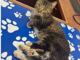 6本足の猫「ビッツィー」の数奇な運命。獣医師も驚愕の誕生秘話と手術で掴んだ幸せな“第二の猫生”