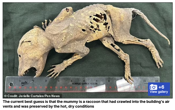 謎のミイラ「カパカブラ」の正体は?人間のような手を持つミイラ化した生物を発見!の画像1
