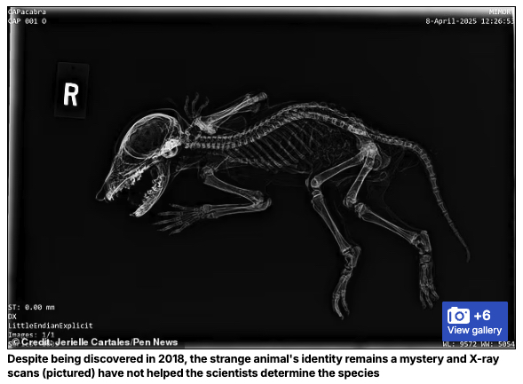 謎のミイラ「カパカブラ」の正体は?人間のような手を持つミイラ化した生物を発見!の画像2