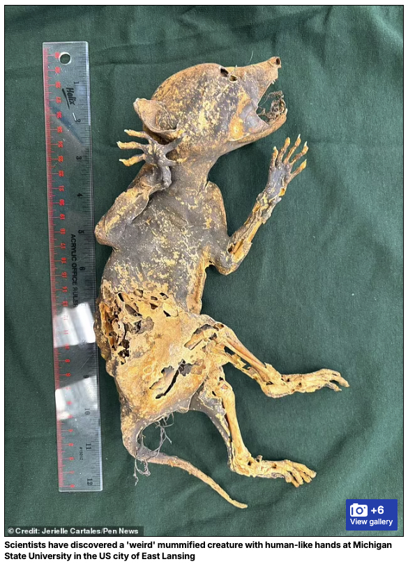 謎のミイラ「カパカブラ」の正体は?人間のような手を持つミイラ化した生物を発見!の画像3