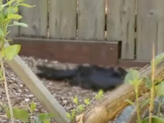 【怪事件】原因不明の「鳥の怪死」が住宅街を襲う！電線に止まると次々落下…その原因は感電か、それとも…？