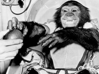 人類の宇宙進出の陰で… 忘れられた英雄チンパンジー「ハム」の栄光と孤独の物語