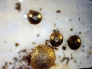 海底に眠るエイリアン技術！？謎の金属球「IM1」は星間からの使者か、ハーバード大教授が衝撃提言！