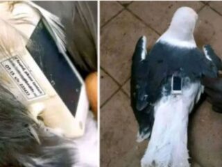 【珍事件】カモメが国際スパイ！？背中の“謎の機械”に村民が戦慄！その正体は…