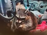 【衝撃】覚せい剤のパイプをくわえた“アライグマ”を現行犯逮捕!?警察も驚愕の珍事件