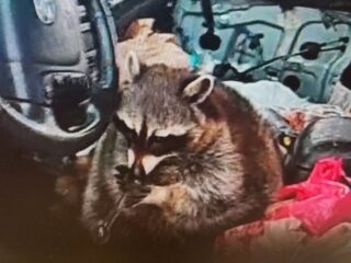 【衝撃】覚せい剤のパイプをくわえた“アライグマ”を現行犯逮捕！？警察も驚愕の珍事件