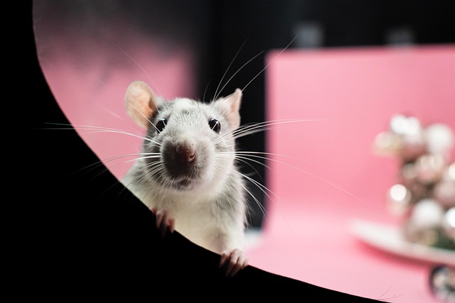 CIAが本気で開発した「動物スパイ部隊」成功と失敗の珍作戦集!の画像7