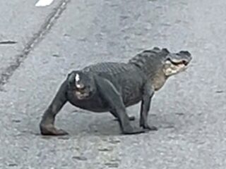【衝撃】「あれは犬か？いや、“半分のワニ”だ！」尻尾を失ったアリゲーターが話題に