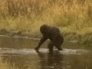 ビッグフットの子供か？ 山中で水を飲む“謎の霊長類”が撮影される