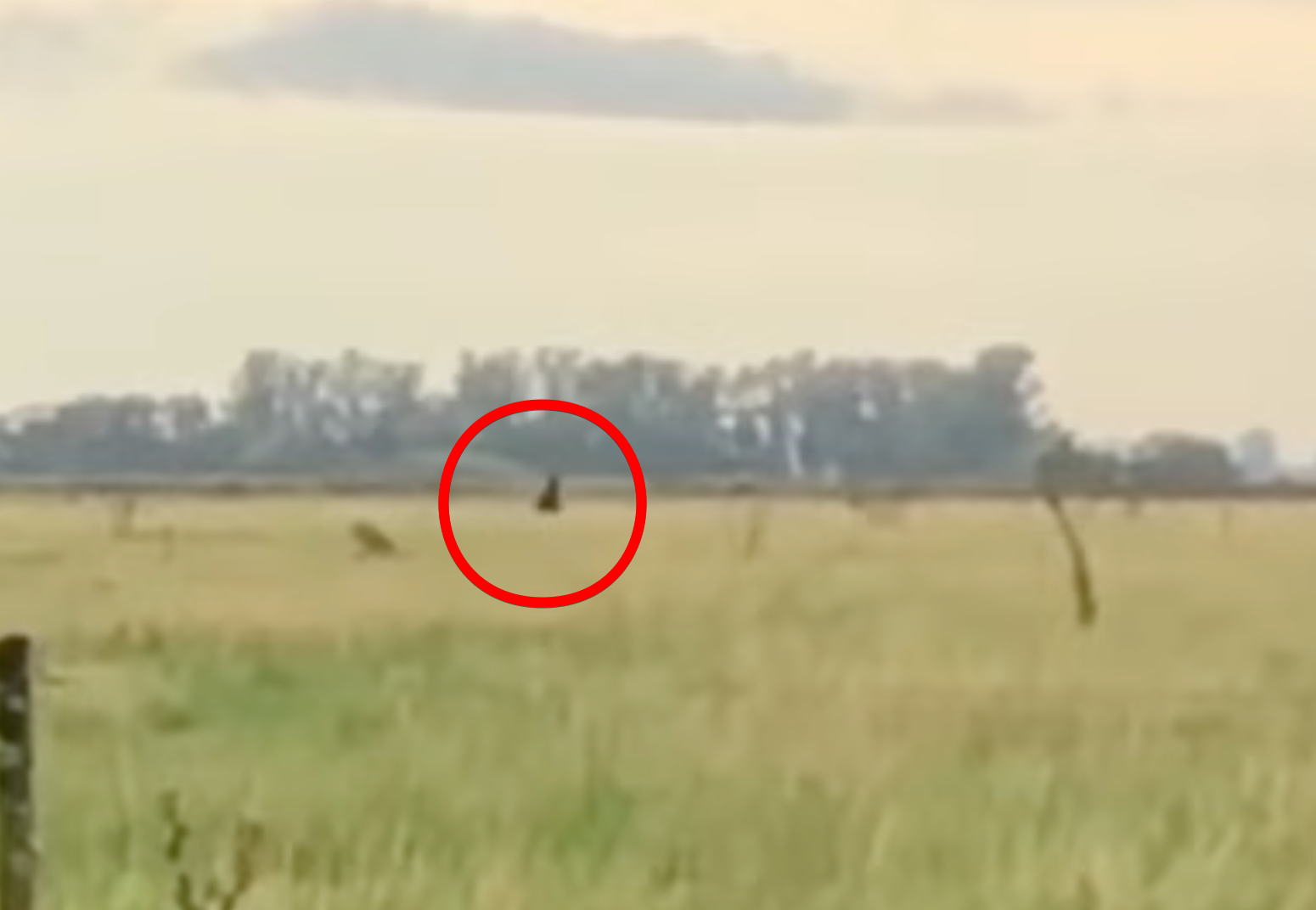 野原を爆走する“黒い影”の衝撃映像！アルゼンチン版ビッグフット「ウクマル」か？の画像1