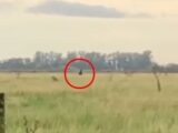 野原を爆走する“黒い影”の衝撃映像!アルゼンチン版ビッグフット「ウクマル」か?