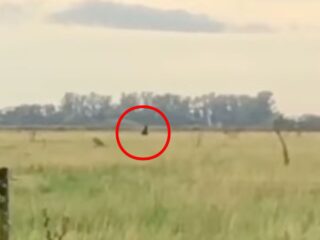 野原を爆走する“黒い影”の衝撃映像！アルゼンチン版ビッグフット「ウクマル」か？
