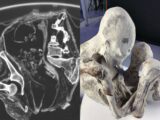 「エイリアンミイラ」の胎内に“胎児”を確認か?金属インプラントを持つ3本指の母子、その正体は地球外生命体か、フェイクか