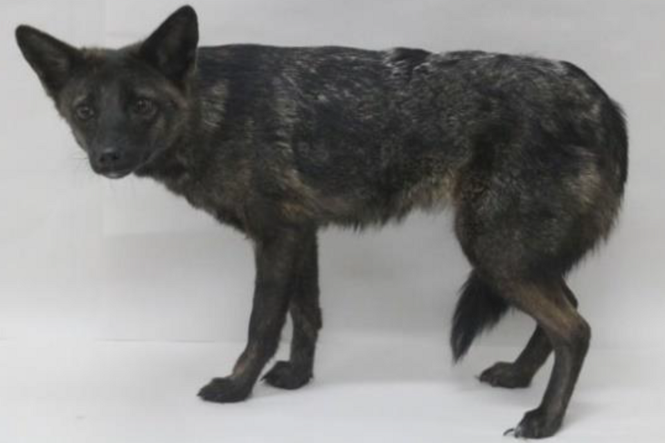 存在するはずのない「犬とキツネの雑種」その数奇な運命、670万年の進化を飛び越えた奇跡の画像1