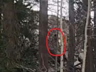 雪山にビッグフット出現か？ “冷静すぎた愛犬”の不可解な沈黙の謎